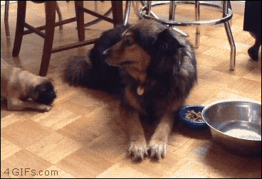 0aa512cf84d35ec9e5be6964a46ead97_1473927450_1901.gif