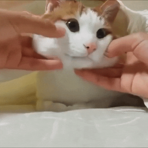 1a9921f3b4d2697a83a4d6e865c0269b_1473815368_9806.gif