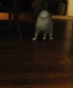 21f09a0715638372586db4a84eb8ed8c_1473761562_1605.gif
