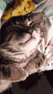 235ad6b8012c8fc7334ae01d686e75b5_1473761780_4605.gif