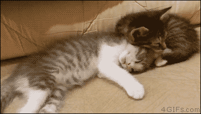 23c446b7d08199a5306f38241f6b289c_1473415830_028.gif