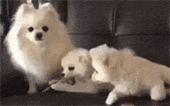 27cc74edf6a6ace240a420a6d50fe429_1473815429_8216.gif