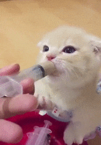 43860737640ea77ffdf96723964e97a7_1473815414_1408.gif