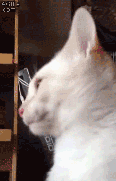 494cc3f2b5e2d2041fa75a10a74483f8_1473755928_2097.gif