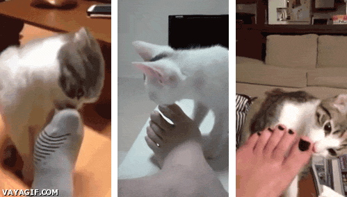 49ed52d7d7716fa3e0610502a60d20bf_1473755965_3344.gif