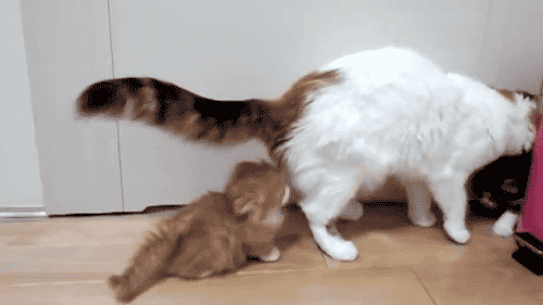 67443b76fa30bec05fdd96e52827a52f_1473815408_4601.gif