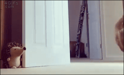 6c2b7739e9d543462e7b845a68f48cf0_1473910856_5385.gif
