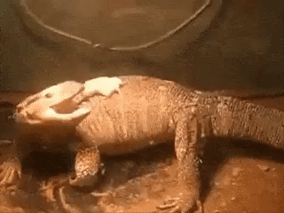 78617008a8b50defe020e82bc526ff05_1474196720_5391.gif