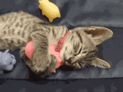 7f8d7789d5f946afd478601d7ba3632c_1474088713_1938.gif