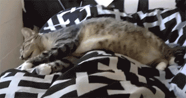 885bb0fee38ca453b07d9980a8f8ef28_1473761776_4073.gif