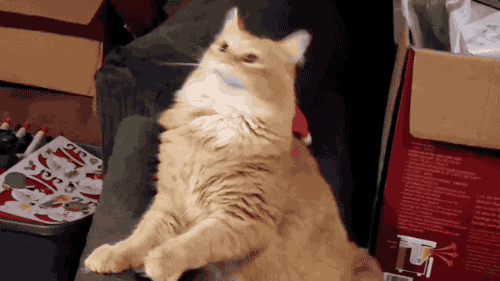 aa67a13088fc475bd9c309abbab31bc5_1474196571_8247.gif