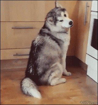 ae8687d908331e30927d33dba6265b4b_1473755905_7623.gif
