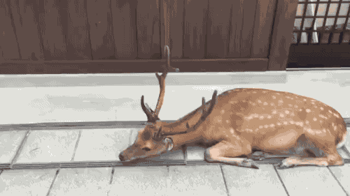 baade6177686f35fefb09675289cd1db_1473815121_004.gif