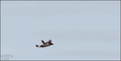 ce208d11578773421a156ea94ed56ba2_1473846462_8796.gif