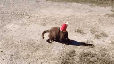 cea6da309973c0ab193b6dbfd1a4976b_1473761572_6775.gif