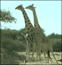 d971d9fa17a3a96e5dfd43b5ae39e340_1473784572_8487.gif