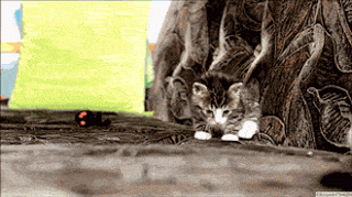 dd6cec70c69834096c72610ed1e06b48_1473815425_457.gif