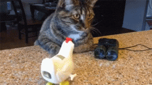 ecee80abc77965667ddccf1b94d5f316_1474001342_9969.gif