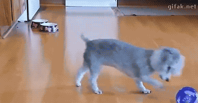 525f53a15c2a3466a5ced10b551e202c_1476168418_354.gif 525f53a15c2a3466a5ced10b551e202c_1476168418_354.gif