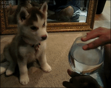 6d8424c198af8ba7cf04c686b48a1e21_1479659991_837.gif