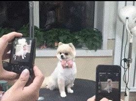 72d3fa0d478c7a91c8b2615953dad7a7_1479659983_8513.gif
