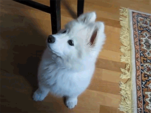 97417091f3bf4687f46df817f92306ea_1479659983_304.gif