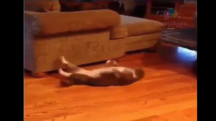 f91acb6c53ce5432bb75f7939c4d6dc3_1483684244_2412.gif