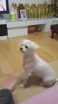 7192666828f24e894881852fc69b1d3f_1486029105_7166.gif