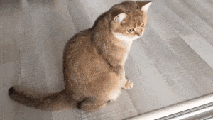 8161a27497d534e4dcbcb5583ffc841a_1490491990_4493.gif 8161a27497d534e4dcbcb5583ffc841a_1490491990_4493.gif