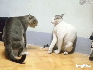 0d96d501357645342f8da5d08bae6a87_1491956329_5974.gif