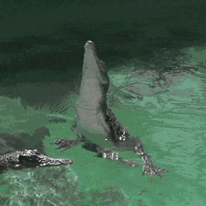 0d96d501357645342f8da5d08bae6a87_1491959490_5712.gif
