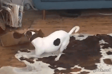 39713d082df6066a40433544484c9187_1491994061_4931.gif