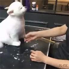 5ef4589b09a03800bf812744ab274b9c_1492179086_1035.gif 5ef4589b09a03800bf812744ab274b9c_1492179086_1035.gif