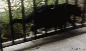 79aa860946ddf2699282cbe9278bddd0_1491873470_2095.gif