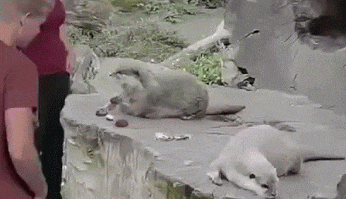79aa860946ddf2699282cbe9278bddd0_1491873907_8526.gif