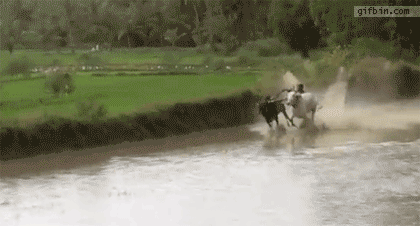 79aa860946ddf2699282cbe9278bddd0_1491874382_3111.gif