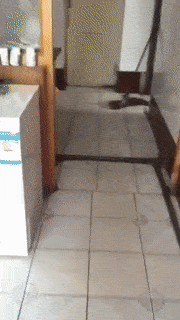 b756cc6462aabbe092e6cc1473ec785c_1491832151_3643.gif