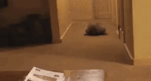 d2b84b66115467b00adf7c1a193b4110_1491199069_0166.gif d2b84b66115467b00adf7c1a193b4110_1491199069_0166.gif