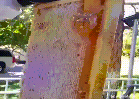 dcc79188178b17fa33dc08a4e3207683_1492131222_439.gif dcc79188178b17fa33dc08a4e3207683_1492131222_439.gif