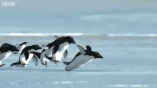 eb7cf499f6232a8bc04dd831cf7f60c8_1493011078_06.gif