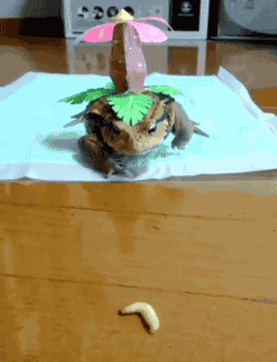 f55486272dd953de93df7f9a7730c05c_1491912600_3799.gif