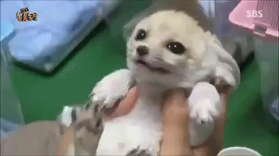 f6ae2f26d0267560677d8b00a643e943_1491881976_7674.gif
