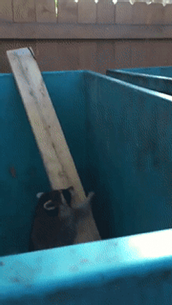 f78cb49daf22918e0f25818ed11fe651_1491826273_1223.gif