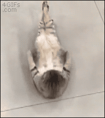 27420216e11cacd04972598e589bb5ad_1494081104_3402.gif 27420216e11cacd04972598e589bb5ad_1494081104_3402.gif