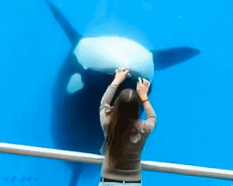 0c05941fd6eea317ca9cd8468e984c81_1496396164_1077.gif 0c05941fd6eea317ca9cd8468e984c81_1496396164_1077.gif