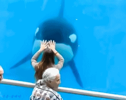 0c05941fd6eea317ca9cd8468e984c81_1496396166_9584.gif 0c05941fd6eea317ca9cd8468e984c81_1496396166_9584.gif