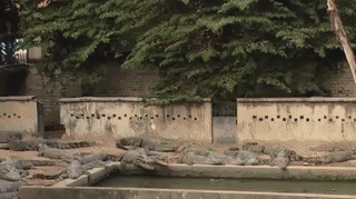 25df6d9b424fd29ce700dedb58b144ab_1497335262_2638.gif 25df6d9b424fd29ce700dedb58b144ab_1497335262_2638.gif