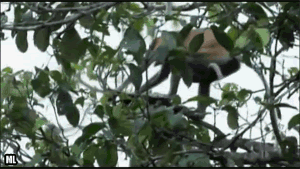 68844fa288956af00e83fd758d1929f8_1496548161_3359.gif 68844fa288956af00e83fd758d1929f8_1496548161_3359.gif