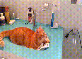 92c15705922d9ad53dc3fe5f54a17173_1497346384_6032.gif 92c15705922d9ad53dc3fe5f54a17173_1497346384_6032.gif