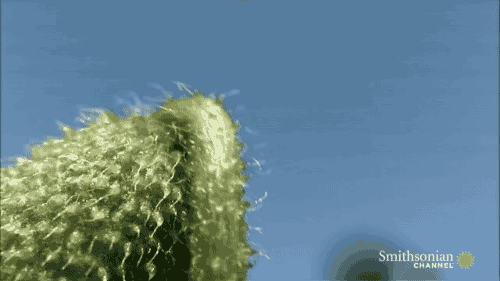 1ba8a2c0c529a8acef9c883b4c081d5b_1499126911_1774.gif 1ba8a2c0c529a8acef9c883b4c081d5b_1499126911_1774.gif